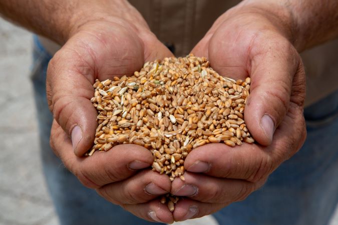 Grain in hand.